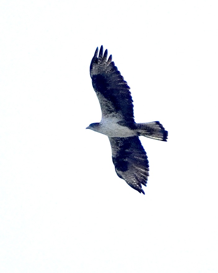 Bonelli's eagle